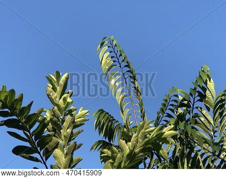 Bunches Of Tropical Fruit Leaves In Sunlight. The Blue Sky Is Exposing In The Background.
