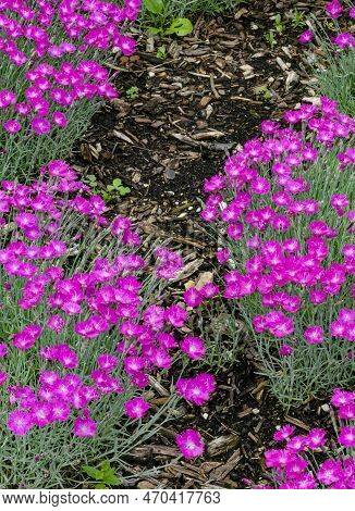 Dianhus Grows In Clumps In A Garden At A Loccal Arboretum, Dupage County, Illinois