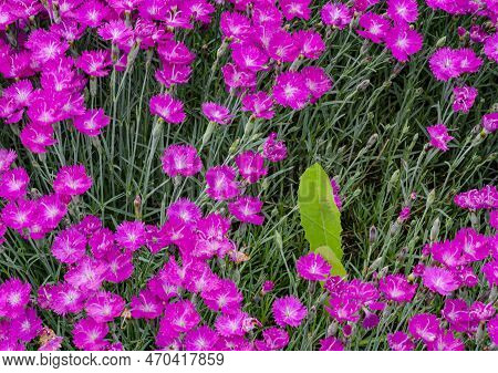 A Solitary Dandelion Grows Inside A Clump Of Dianhus In A Garden Border At A Loccal Arboretum, Dupag