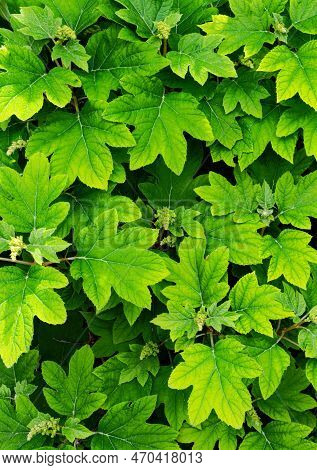 Hydrangea Leaves Create A Pattern At A Local Arboretum, Dupage County, Illinois