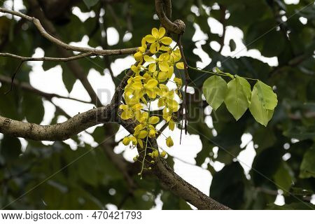 Flowers Of A Purging Cassia Tree, Cassia Fistula