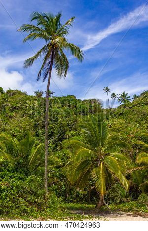 Coconut Trees And Forest At Itacarezinho Beach, Itacare, Bahia, Brazil