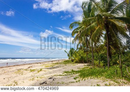 Trees And Sand At Itacarezinho Beach, Itacare, Bahia, Brazil