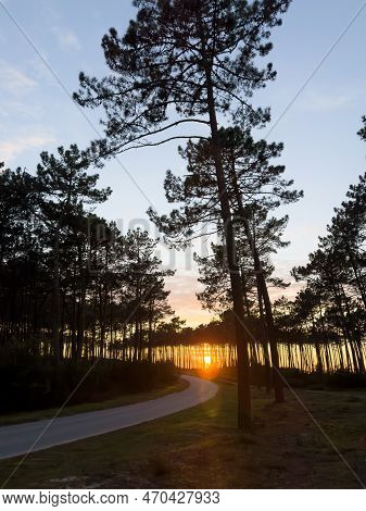 View Of Pine Trees Forest At Sunset. Sunset Over The Trees Near The Atlantic Coast In Maceda, Ovar -