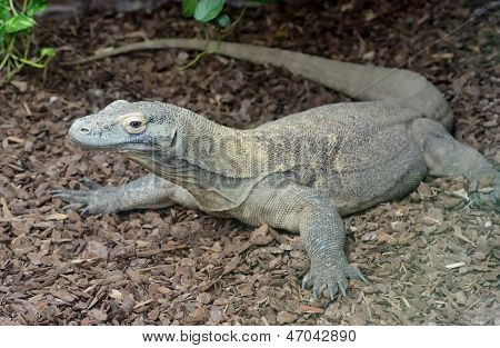 Komodo Dragon hüllő