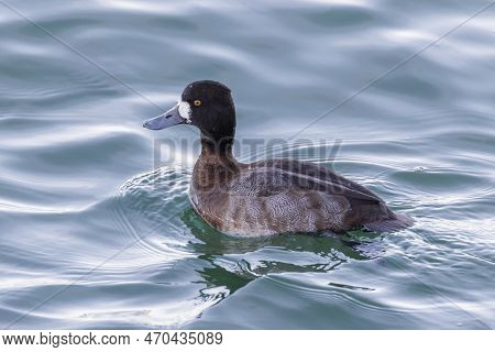Greater Scaup Bird At Vancouver Bc Canada