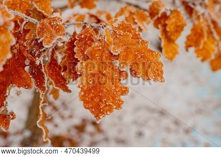 Winter Forest And Nature Atmosphere. Seasonal Garden. Cold Weather And Beautiful Nature In Winter. B