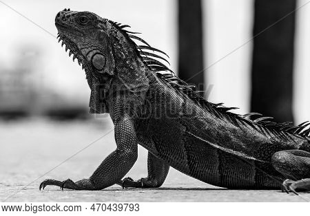 Green Iguana, Also Known As Common Or American Iguana, On Nature Background. Close-up Of The Head Of