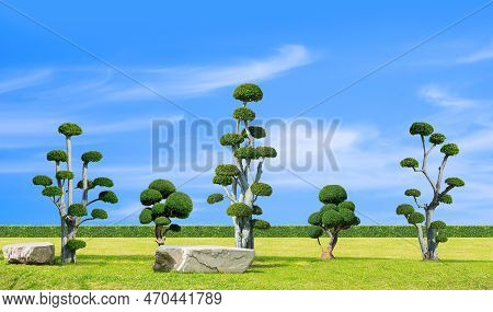 Group Of Big Streblus Asper Bonsai Trees With Rock Seats On Green Lawn In Japanese Garden Style Agai