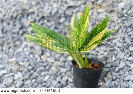 Monstera Standleyana Aurea Variegated In The Pot