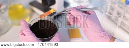 Laboratory Analysis Of Soil. Scientist Measures Ph Of Soil Sample With Litmus Strips. Agrochemical S