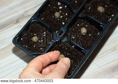 Planting Bulbils Of Chinese Yam, Lat. Dioscorea Opposita  In Reusable Plastic Tray On  Wooden Table.