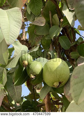 Banch Of Green Juice Guava 
Banch Of Green Juice Guava