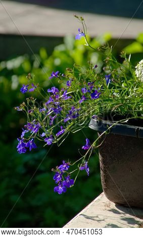 Lobelia In A Pot In The Sunlight. Blue Violet Lobelia In Summer Garden. Lobelia Erinus