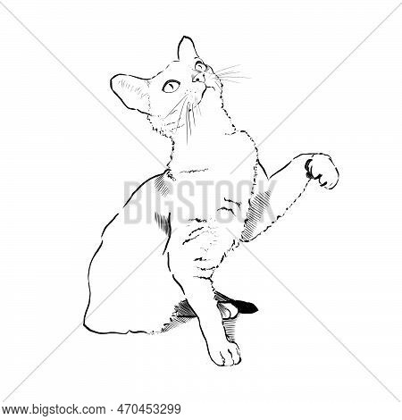 Cute Playful Cat In Move Hand Drawn With Lineart Style