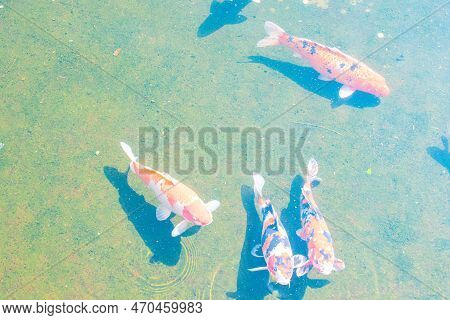 Fancy Carp Fish Or Koi Fish Swimming In A Pond.