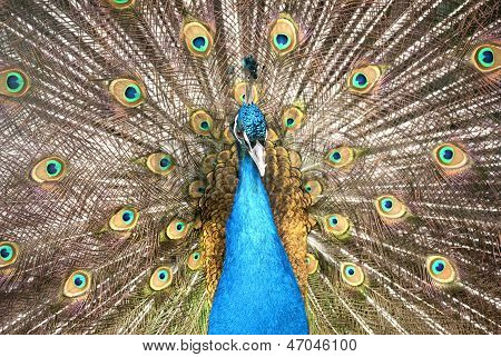 Portræt af Peacock med fjer ud