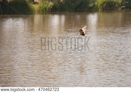Selective Blur On A Black Crowned Night Heron, Also Called Nycticorax, Flying Over Tresetiste Lake, 