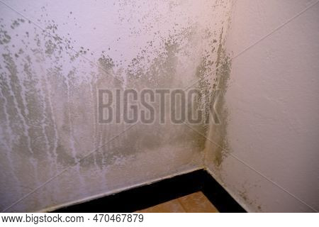 Black Mold In The Corner Of The White Wall. Macro Mildew In The Apartment. Humidity In The Room