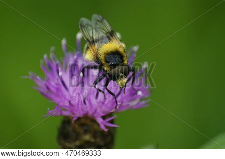 Natural Closeup On A Bumblee Mimicking Plumehorn Hoverfly, Volucella Plumifrons Sitting On A Purple 