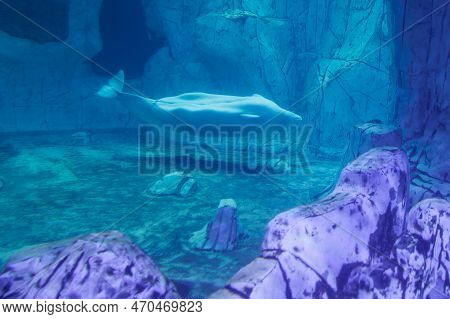 The Beluga Whale, White Whale Or Delphinapterus Leucas Is An Arctic And Sub-arctic Cetacean In The F