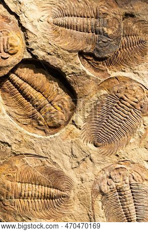 Fossil Of Trilobite - Acadoparadoxides Briareus - Ancient Fossilized Arthropod On Rock - Paleontolog