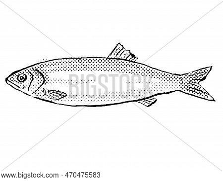 Cartoon Style Line Drawing Of A European Sprat A Fish Endemic To Germany And Europe In Atlantic Ocea