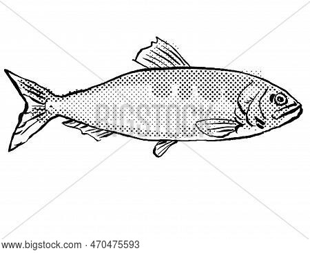 Cartoon Style Line Drawing Of An Allis Shad In The Herring Family Clupeidae, A Fish Endemic To Germa