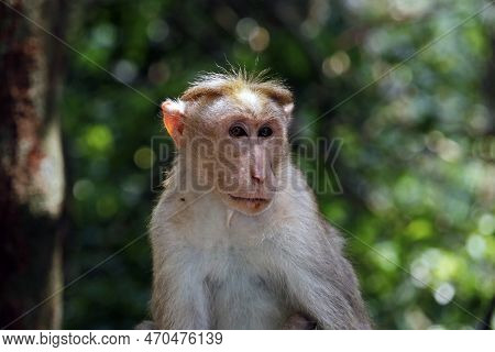 The Toque Macaqu, Is A Reddish-brown-coloured Old World Monkey Endemic To Sri Lanka, Where It Is Kno