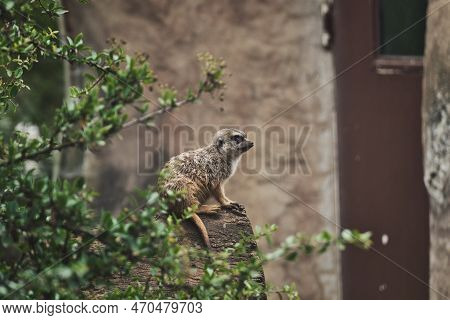 Meerkat Sitting On A Tree Trunk In A Zoo In Germany