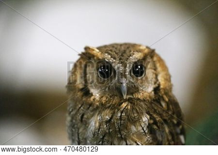 Portrait Of A Beautiful Little Brown Owl In The City By Night. Wild Bird With Big Eyes. Choliba. Clo