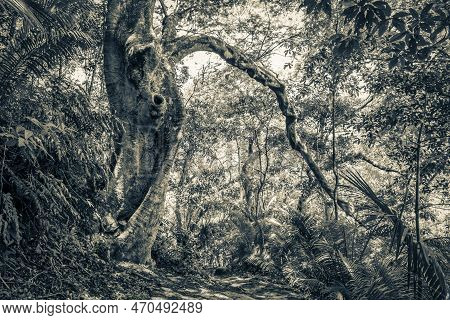 Hiking Trail In Natural Tropical Jungle Forest Ilha Grande Brazil.