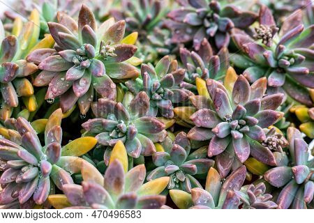Graptosedum Changed Color In Winter High Angle View