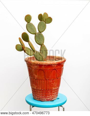 Opuntia Microdasys Cactus In Red Pot Over A White Background