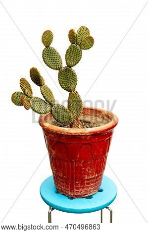 Beautiful Bunny Ears Cactus In Red Pot