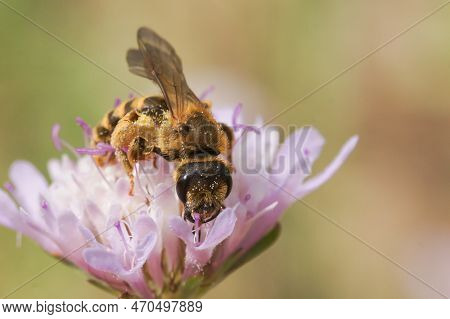 Natural Closeup On A Mediterranean Great Furrow Bee, Halictus Scabiosae On A Purple Scabious Flower 