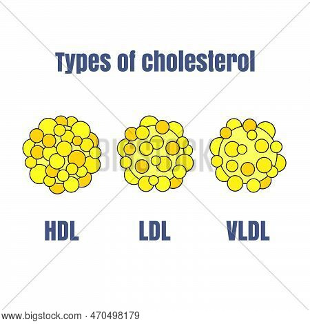 Types Of Cholesterol Vector Illustration  To Use For Health Care And Education