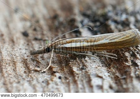 Detailed Closeup On The Common Grass Veneer, Agriphila Tristella Sitting On Wood