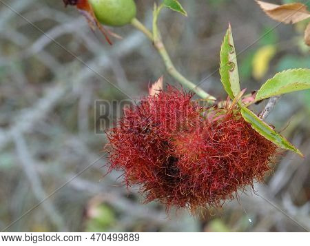 Pests On Wild Plants, Growth On Rose Hips In Natural Conditions Close-up