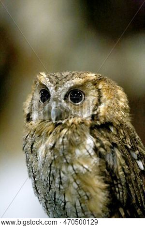 Portrait Of A Beautiful Little Brown Owl In The City By Night. Wild Bird With Big Eyes. Choliba. Clo