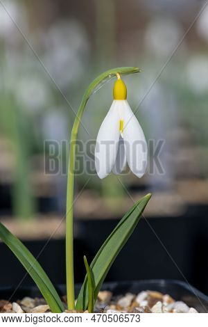 Pleated Snowdrop (galanthus Plicatus) Flower