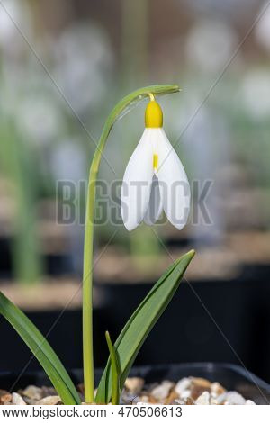 Pleated Snowdrop (galanthus Plicatus) Flower