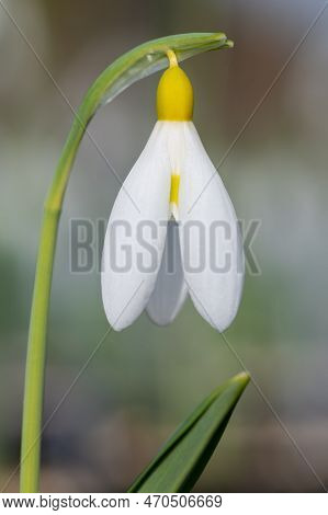 Pleated Snowdrop (galanthus Plicatus) Flower