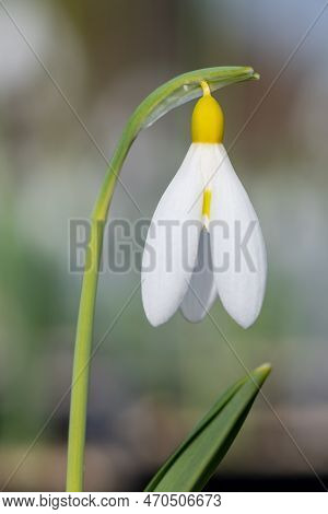 Pleated Snowdrop (galanthus Plicatus) Flower