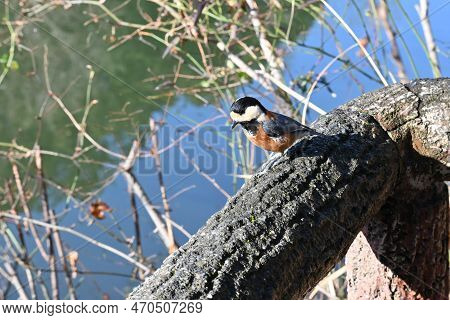 A Varied Tit. Passerifornes Paridae. It Is An Omnivore And Eats Insects And Nuts On Trees By Holding