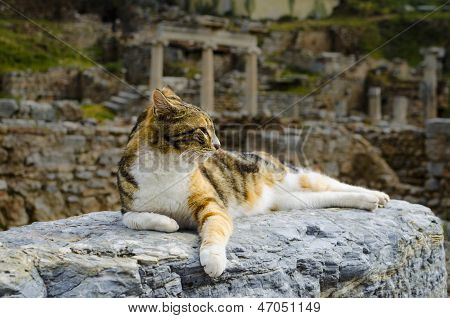 Le chat est couché sur les ruines