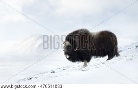 Close Up Of A Musk Ox In Dovrefjell Mountains In Winter, Norway.