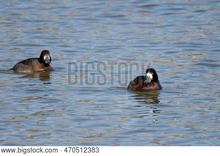 The Greater Scaup (aythya Marila) Diving Duck, Migrating Bird On Lake Michigan In The Winter