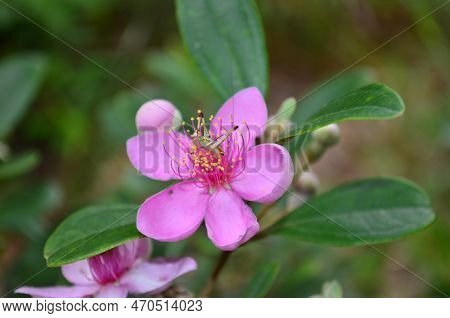Close Up Of Downy Myrtle Flower. Rhodomyrtus Tomentosa
