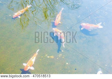 Fancy Carp Fish Or Koi Fish Swimming In A Pond.